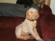 Hunting dog for sale (puppy)