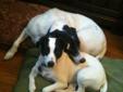Jack Russell mix and Border Collie mix need permanent loving home