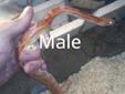 male and female sub adult corn snakes
