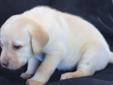 Pure bred yellow lab puppies for sale