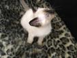 Purebred Seal Point Siamese Kittens ~ Male & Female