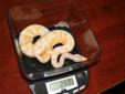Ready hets 100% 1.1 albino and piebald ball pythons for adoption