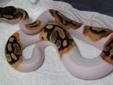 Ready hets 100% 1.1 albino and piebald ball pythons for adoption