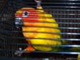 SUN CONURES! Adult Breeder Males-EX-Large-Deep Orange ready to Pair Up and Produce!