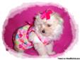 Take Me Home Today ! Cream MaltiPom Puppy 9 weeks old, Female Maltese / Pomeranian