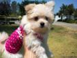 Take Me Home Today ! Cream MaltiPom Puppy10 weeks old, Female