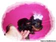Teacup Chorkie Puppy, 3/4 Yorkie & 1/4 Chihuahua, Taking Deposits