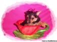 Teacup YorkiePom Girl Puppy, Yorkie / Pomeranian, Ready Now