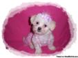 Tiny White MalShi Girl Puppy, 10 Weeks, Maltese, Shih Tzu