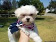Tiny White MalShi Girl Puppy, 10 Weeks, Maltese, Shih Tzu